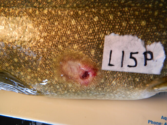 Lake Trout with bite mark